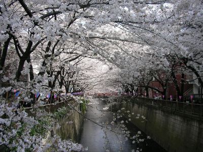 sakuramegurogawa.jpg